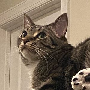 Meet your Posher, Benjamin